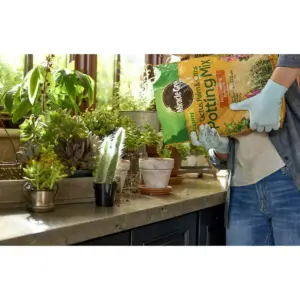 Miracle-Gro Succulent Plant Food and Potting Mix Bundle