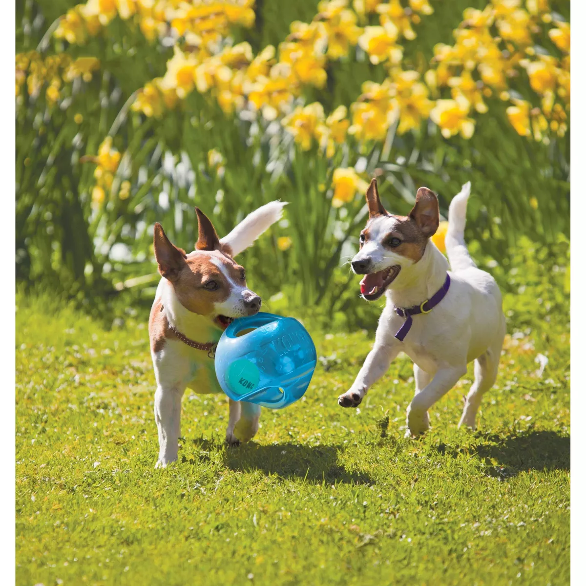KONG Jumbler Interactive Dog Toy - Blue - M/L
