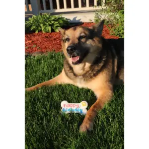 Molly's Barkery Birthday Cookie Dry Dog Treats - 2.19oz