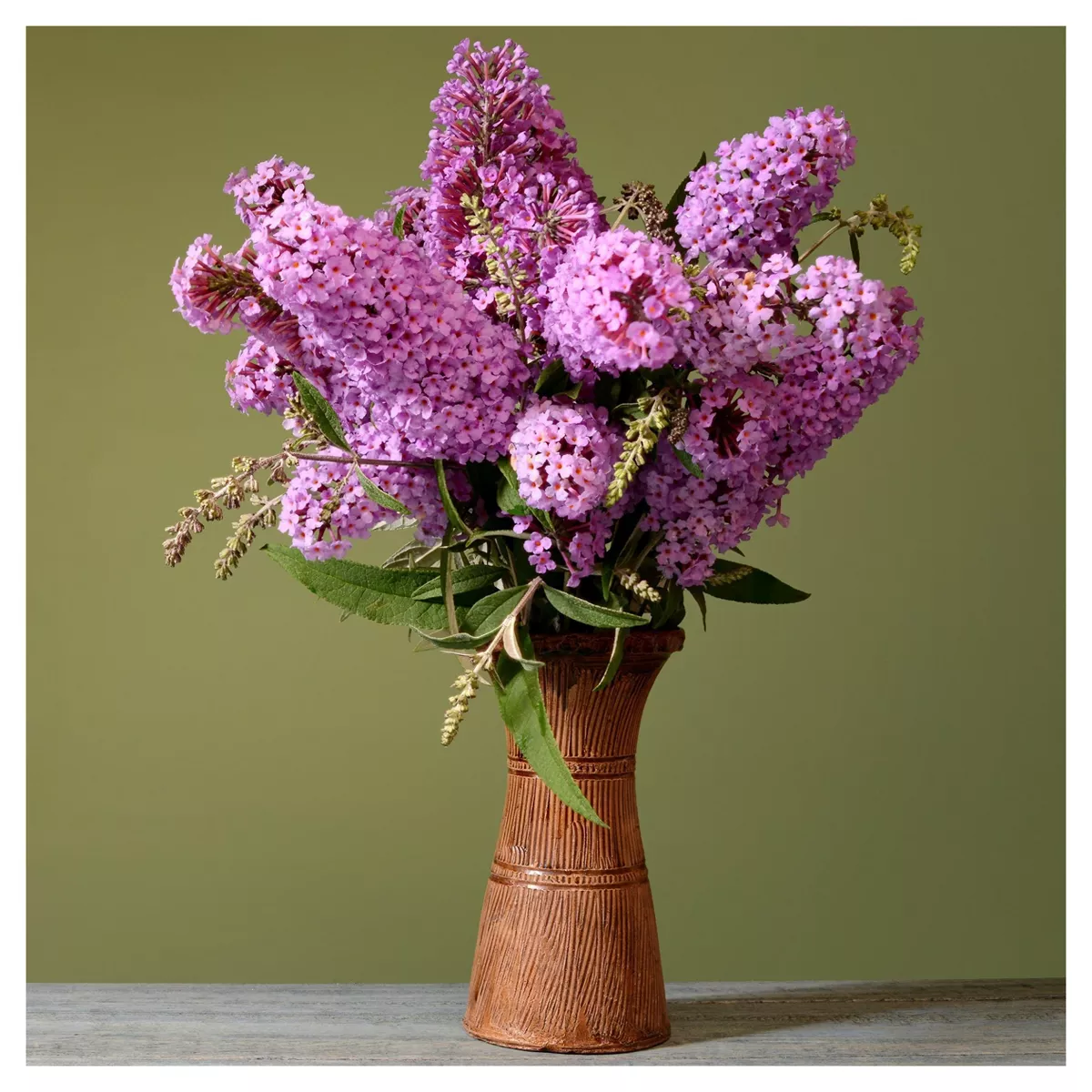 Buddleia 'Pink Delight' 1pc - National Plant Network U.S.D.A Hardiness Zone 5-9