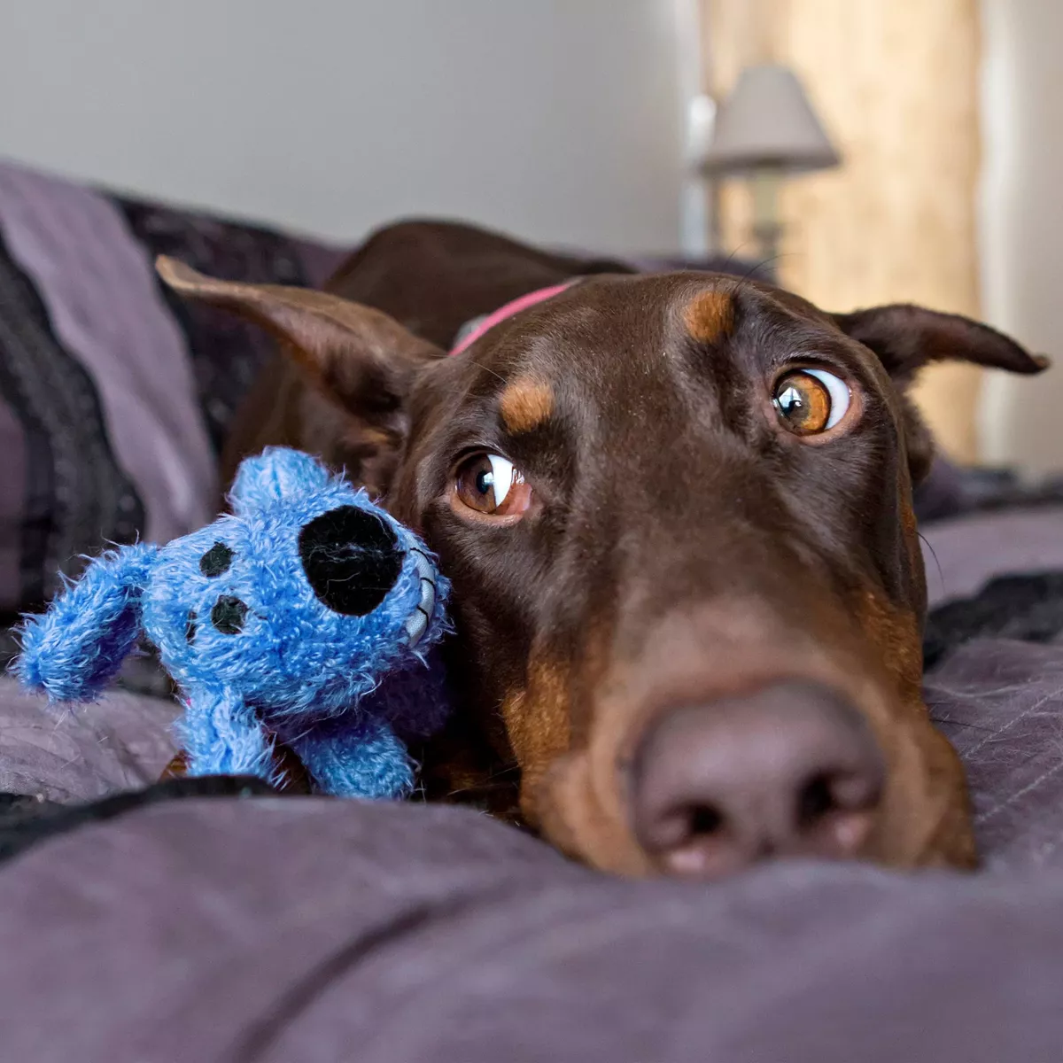 Multipet Loofa The Original Dog Toy - Blue - 6
