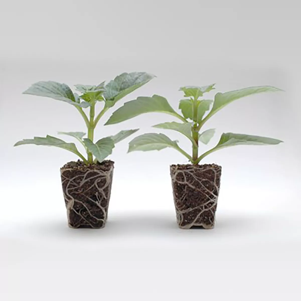 Grow Like a Pro Planting Kit - Buzzy Seeds