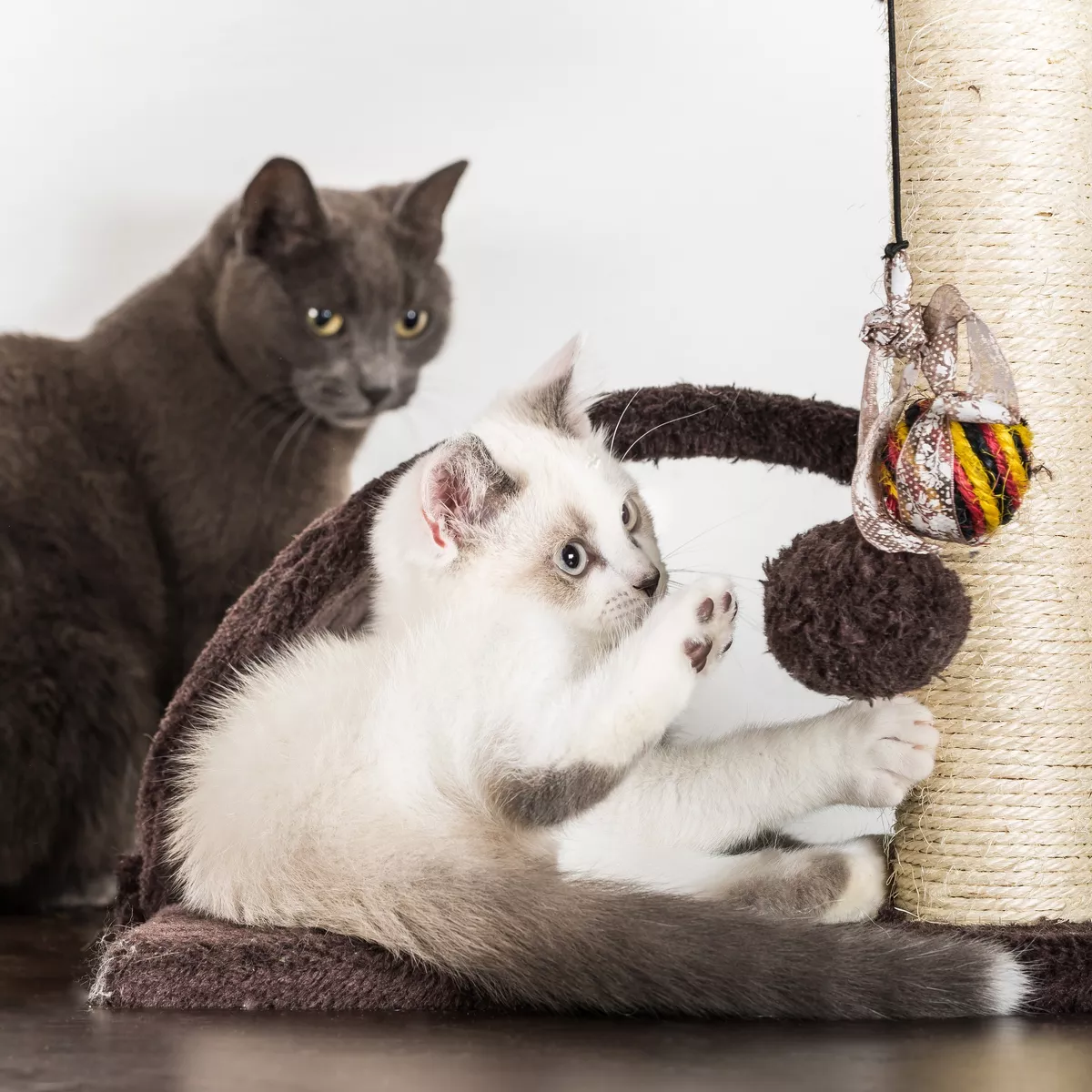 Pet Pal 5-Tier Cat Tower and Kitty Condo, Gray