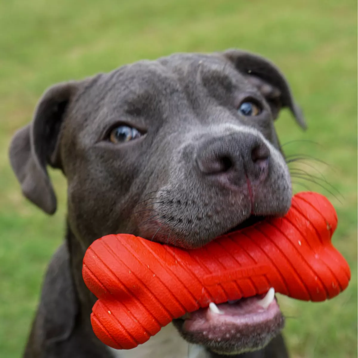Playology Beef Scent Bone Dog Toy - Red - L