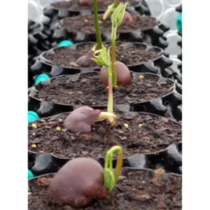 Superoots Air-Pot THAP7 5.6 Gallon Propagation Pot Planter Container, 3 Pack