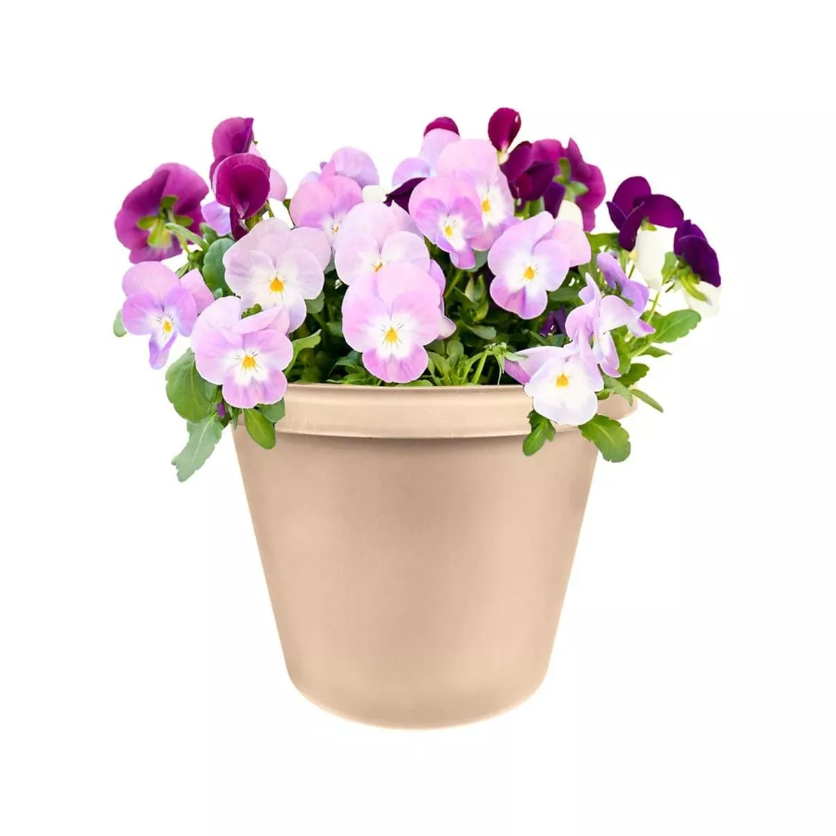 The HC Companies 16 Inch Indoor/Outdoor Classic Plastic Flower Pot Container Garden Planter with Molded Rim and Drainage Holes, Sandstone