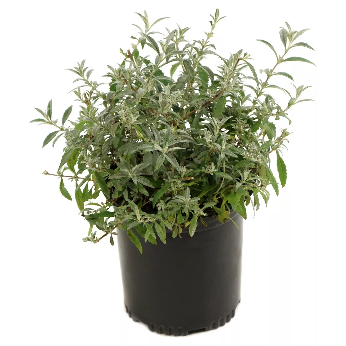 Buddleia 'Pink Delight' 1pc - National Plant Network U.S.D.A Hardiness Zone 5-9