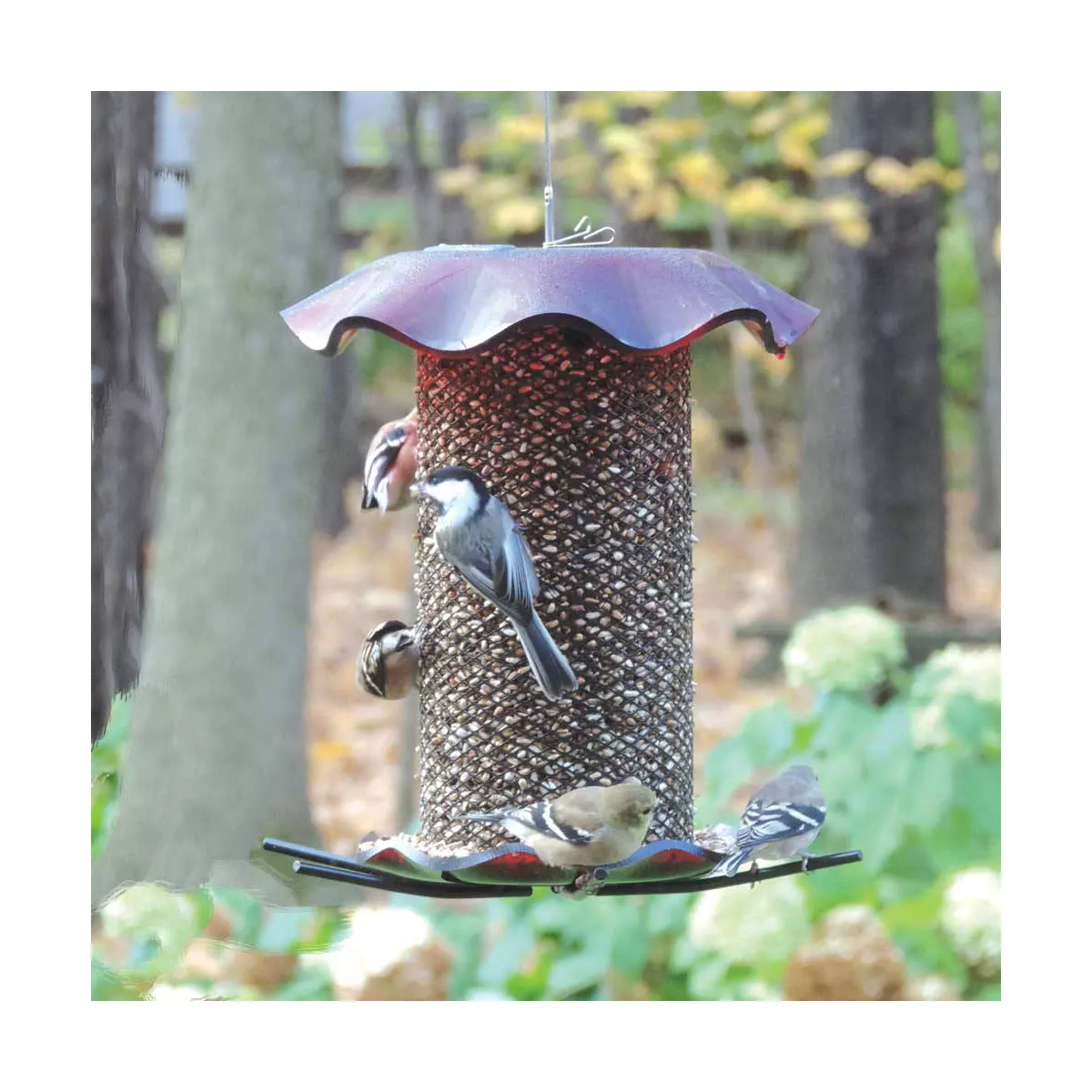 Birds Choice 3qt Safflower Forever Bird Feeder - Red
