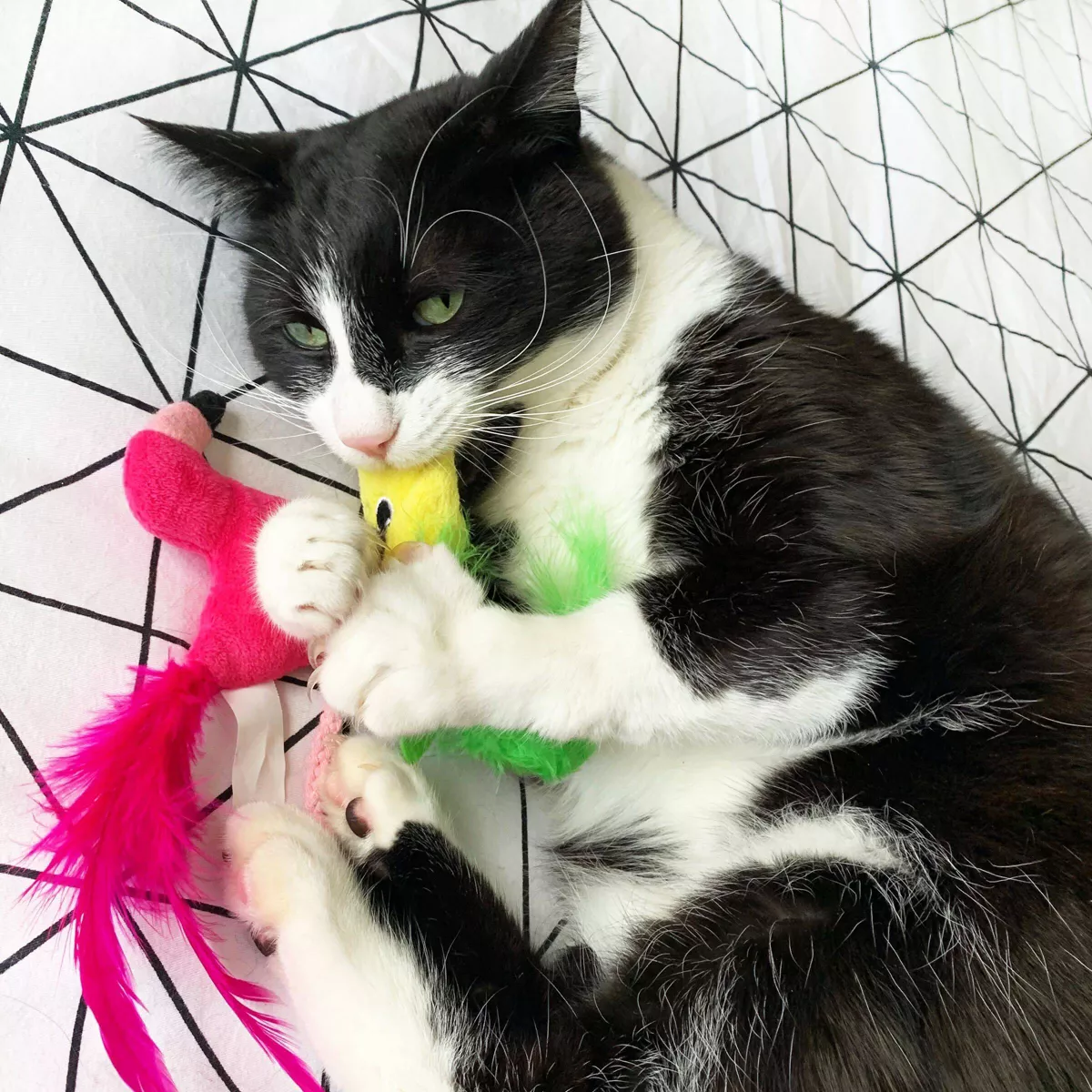 Quirky Kitty Pineapple & Flamingo Cat Toy