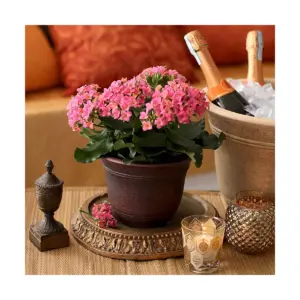 HC Companies SRA10001P02 Sierra 10 Inch Self Watering Round Weather Resistant Plastic Resin Flower Garden Planter Pot Container, Celtic Bronze