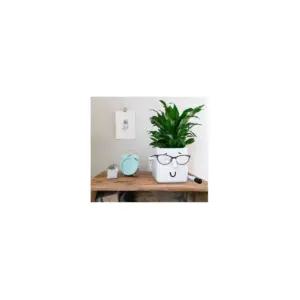 Face Plant Holder White