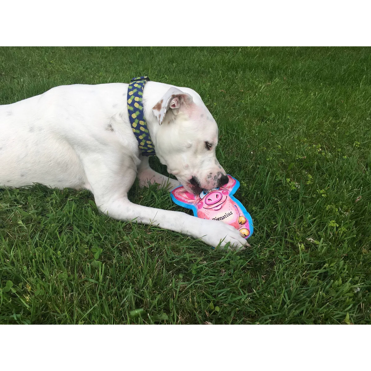 Fuzzu All Ears Pignatius Dog Toy