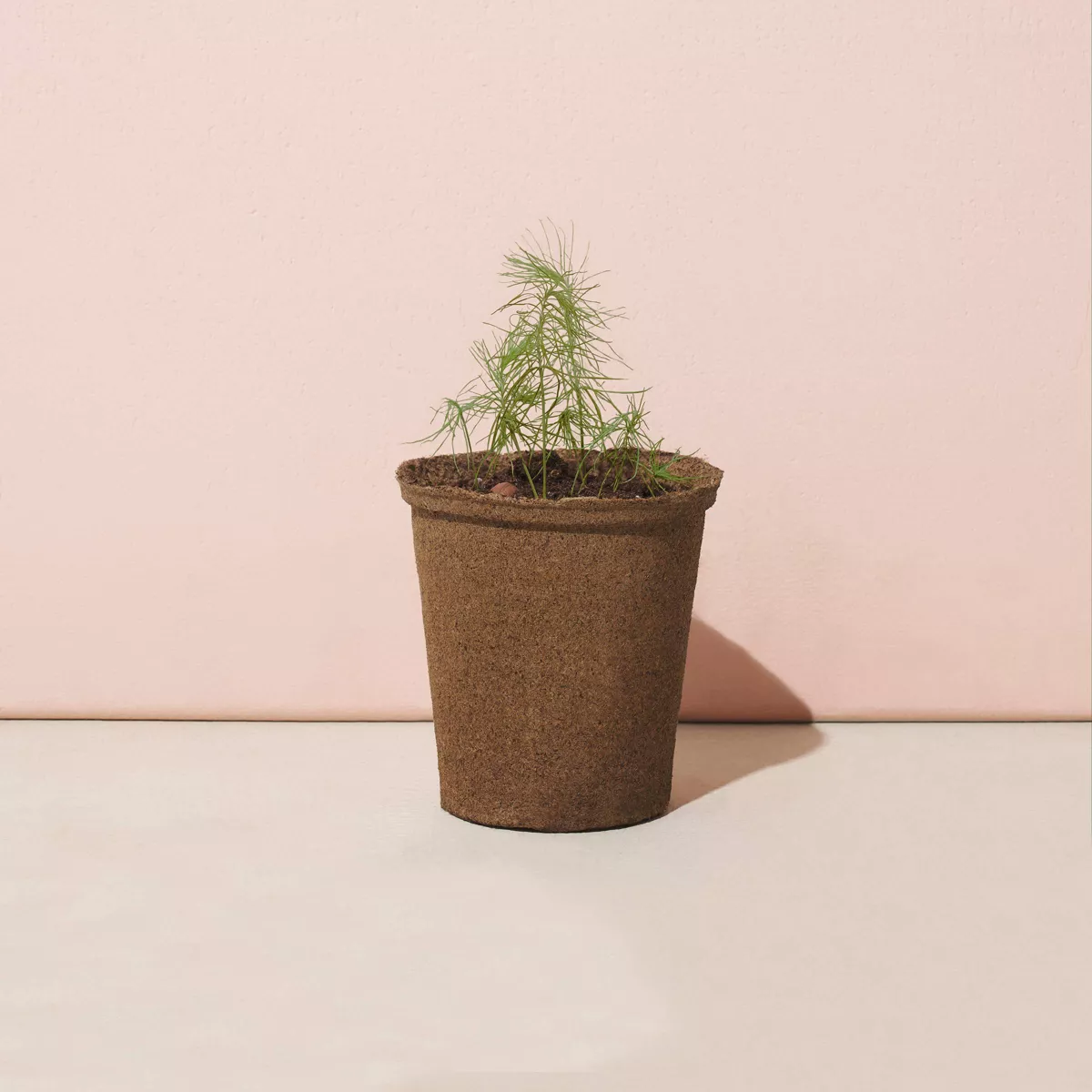 One for One Tree Kit - Loblolly Pine