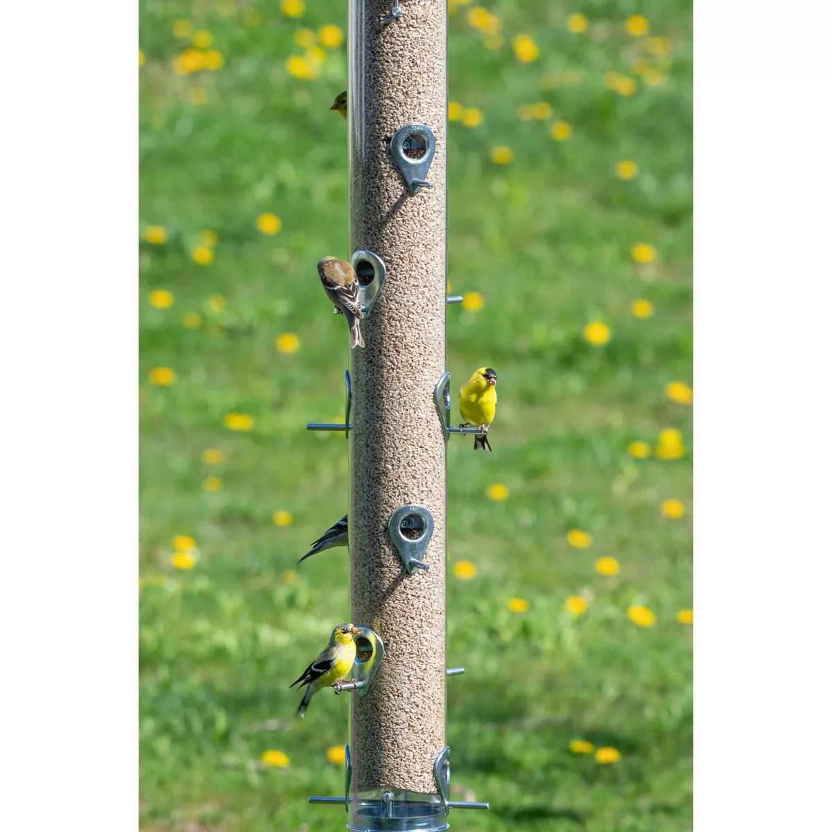 Droll Yankees Classic The Executive B-72 Bird Feeder