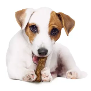 Nylabone Natural Medium Chicken Nubz Chewy Dog Treats - 4ct
