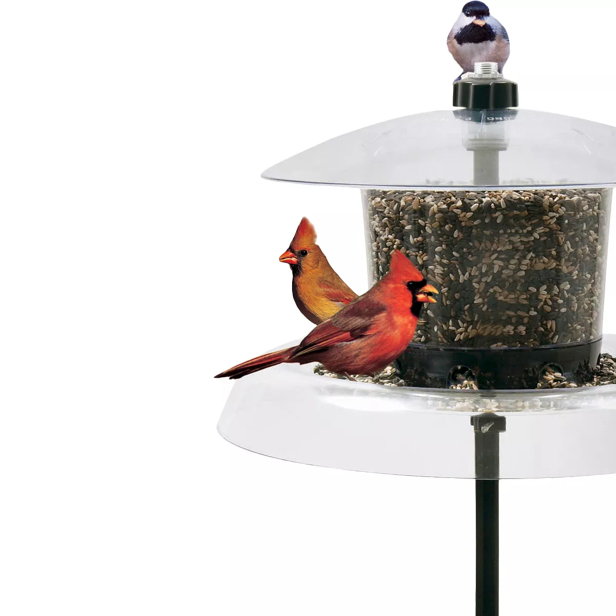 Droll Yankees Jagunda with Auger Squirrel Proof Platform and Hopper Feeder