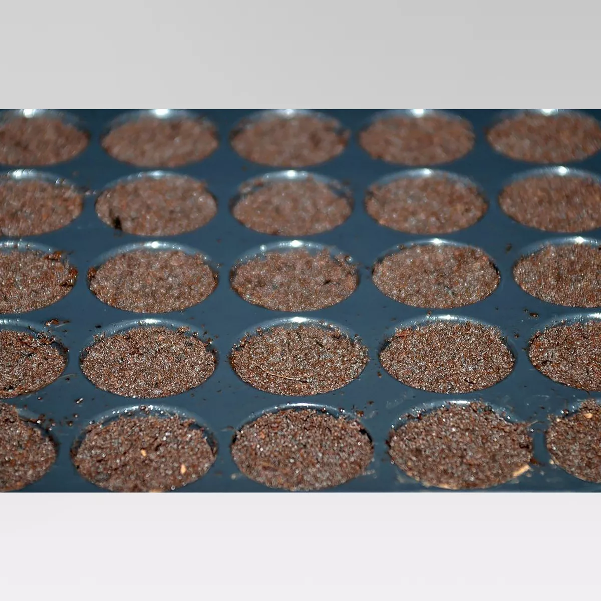 Grow Like a Pro Planting Kit - Buzzy Seeds
