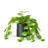 13" x 8" Faux Hoya Kerii Plant in Ribbed Pot Black - Hilton Carter for Target