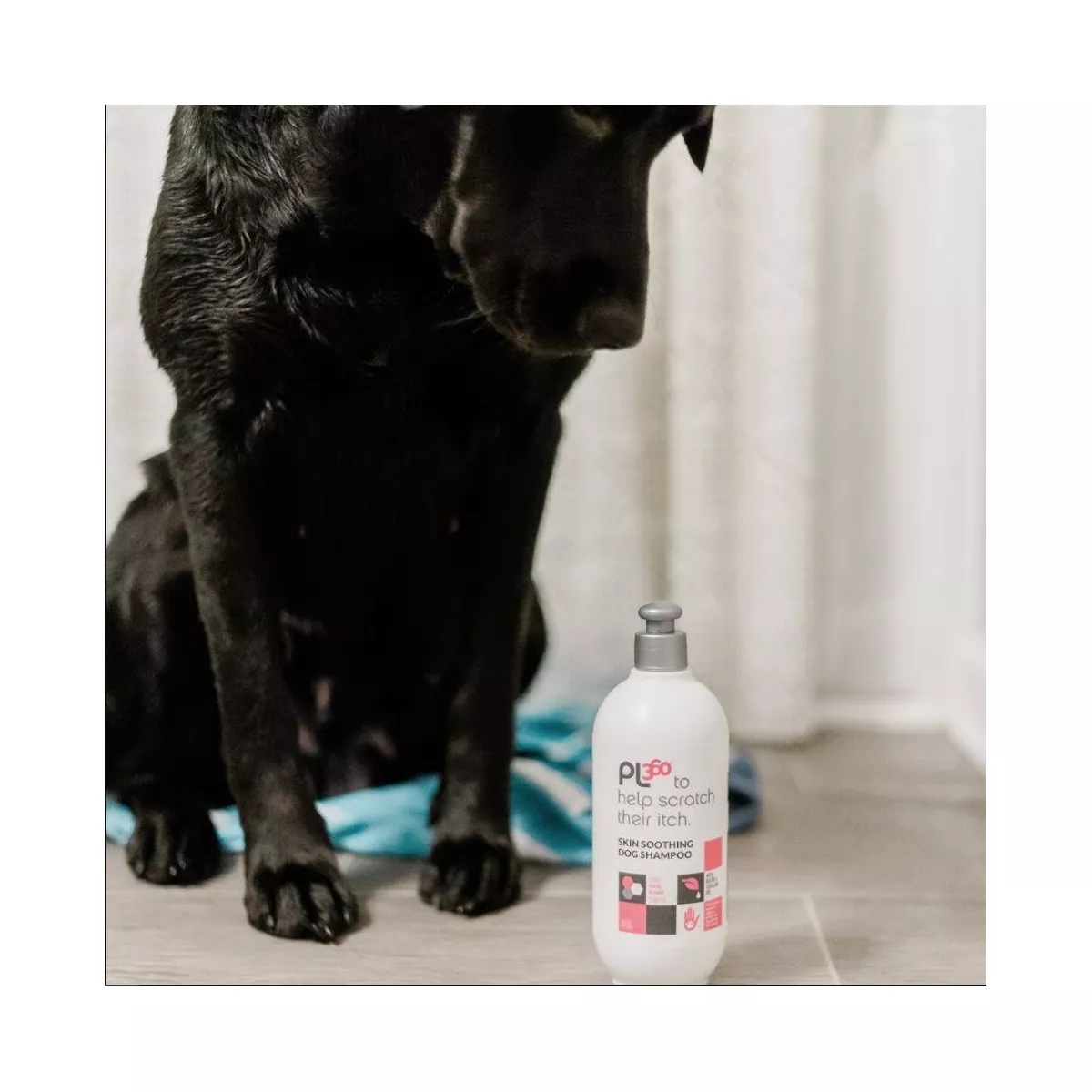 PL360 Soothing Shampoo For Dogs - Honey Almond - 16oz