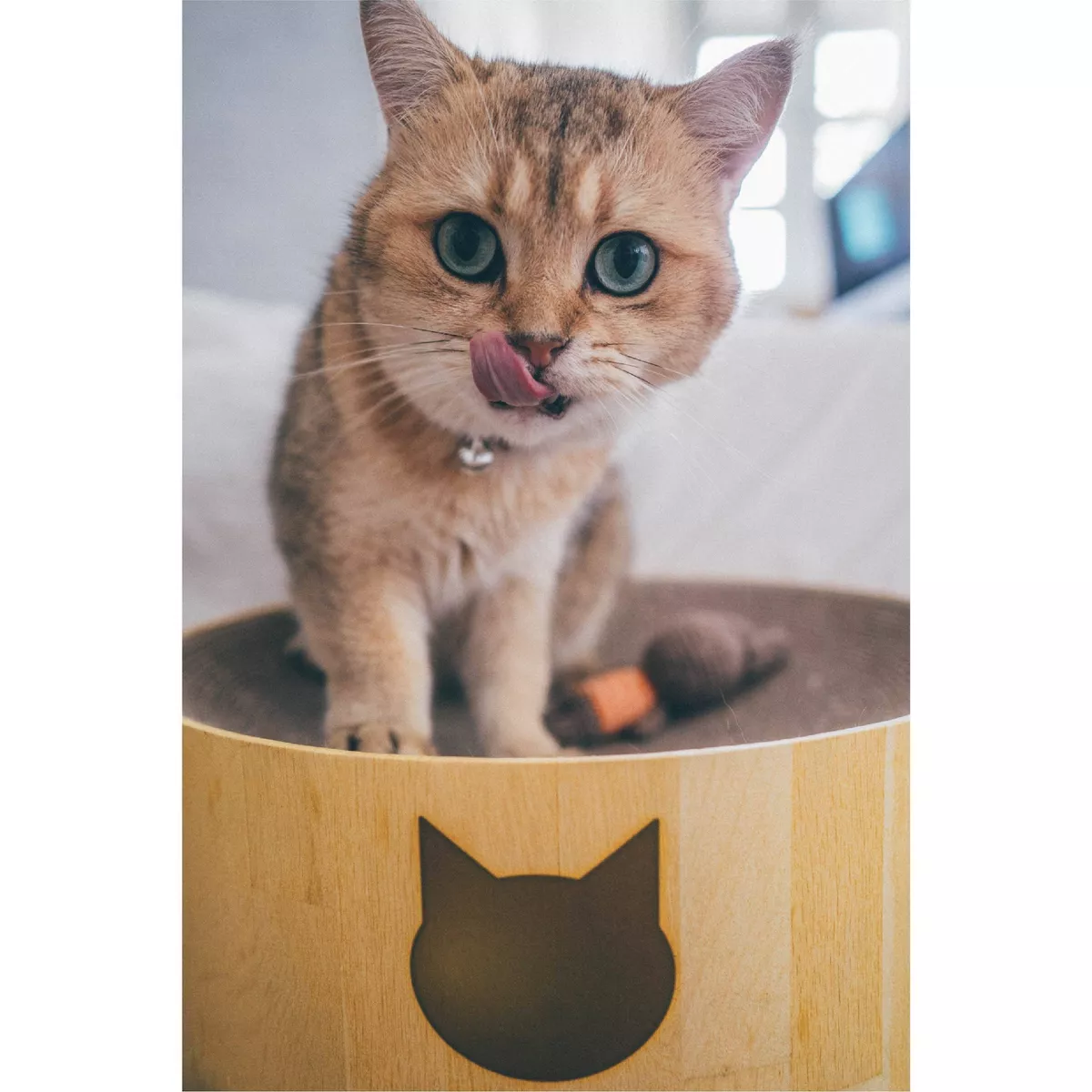 Necoichi Cozy Cat Scratcher Bowl