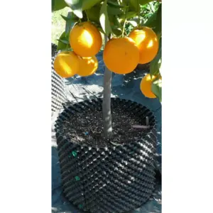 Superoots Air-Pot THAP7 5.6 Gallon Propagation Pot Planter Container, 3 Pack