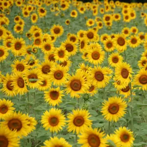 2pk Giant Sunflower Seed Grow Kit - The Jonsteen Company
