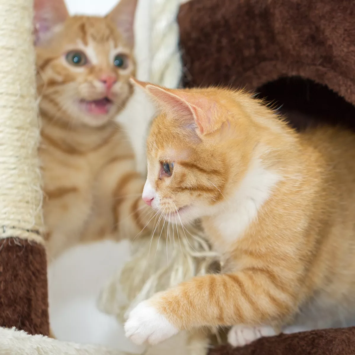 Pet Pal 5-Tier Cat Tower and Kitty Condo, Gray