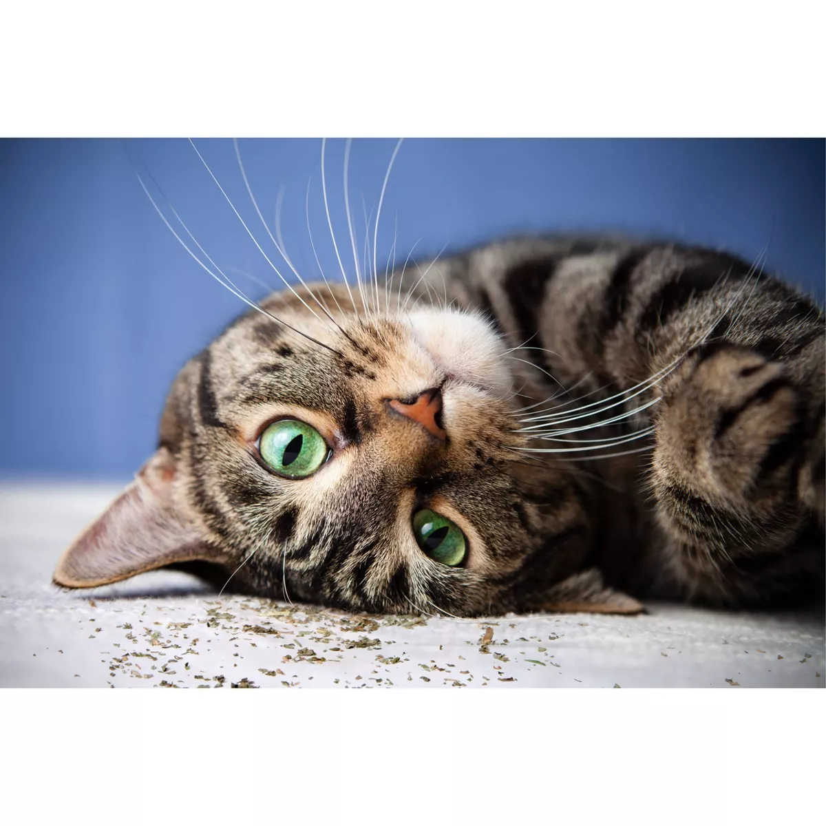 SmartyKat Silvervine & Catnip Blend Resealable Pouch Cat Treats - 0.5oz