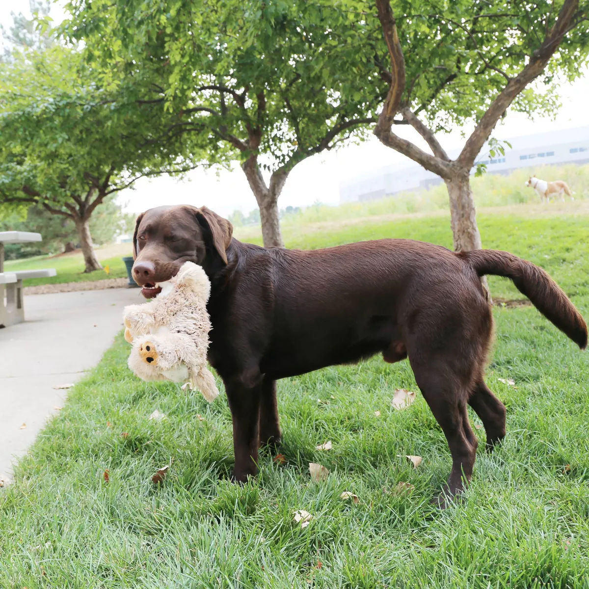 KONG Comfort Kiddos Lion Dog Toy - L