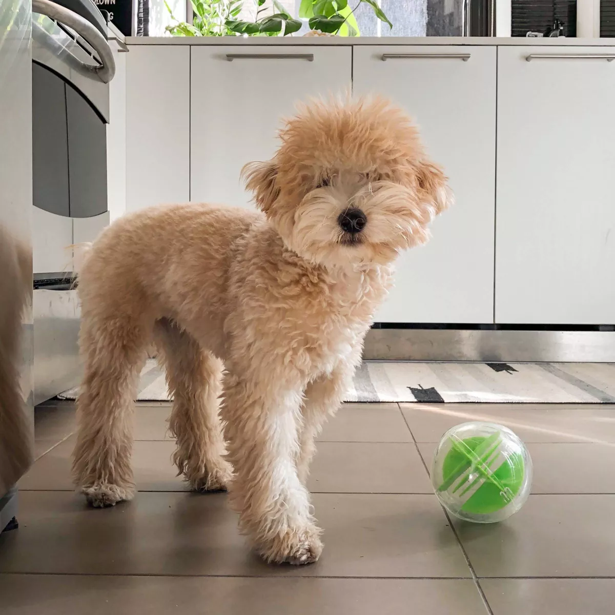 Planet Dog Orbee-Tuff Mazee Interactive Puzzle Ball Dog Toy - Green