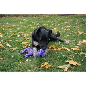 KONG Ripstop Zebra Dog Toy - Purple
