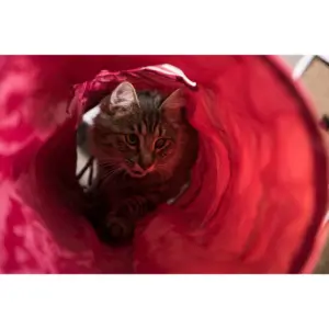 SmartyKat Crackle Chute Tunnel Cat Toy