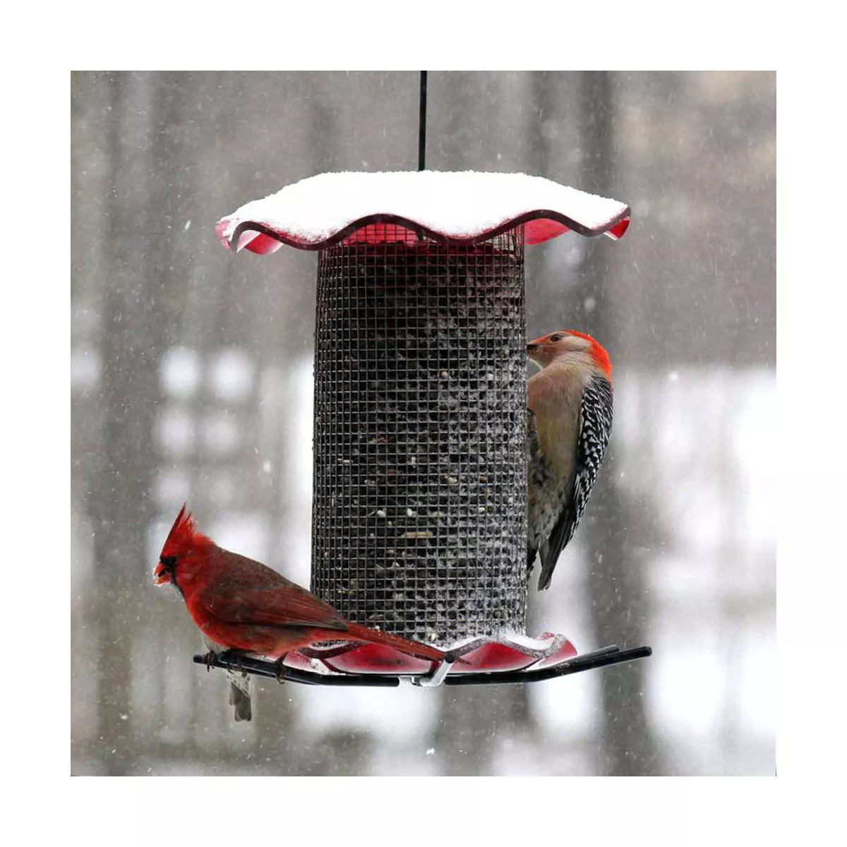 Birds Choice 3qt Forever Black Oil Sunflower Bird Feeder - Red