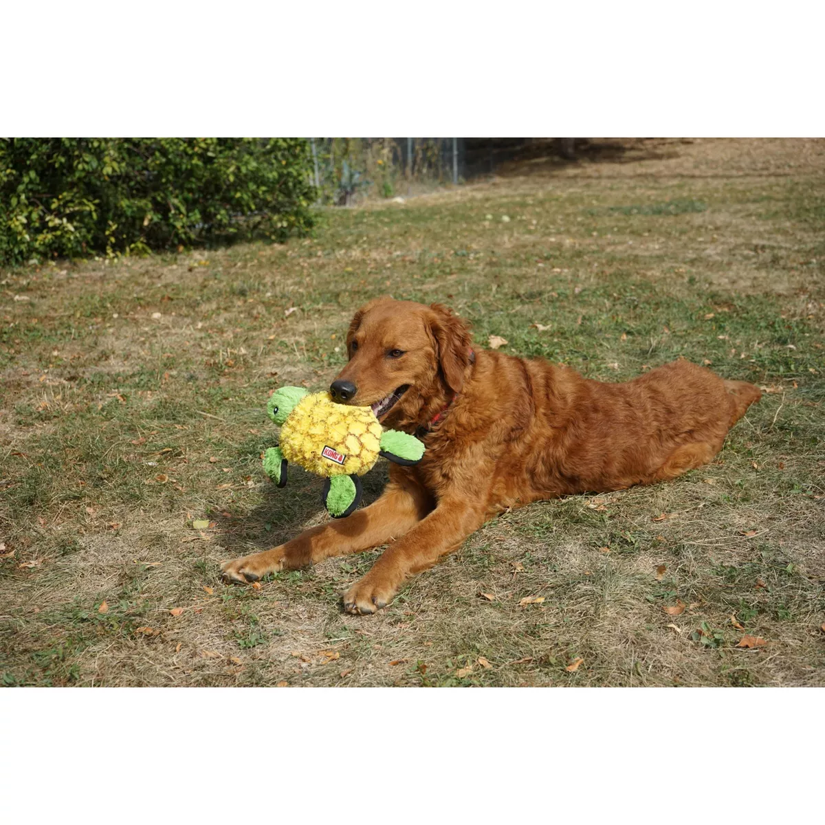 KONG Tough Plush Turtle Dog Toy - Green