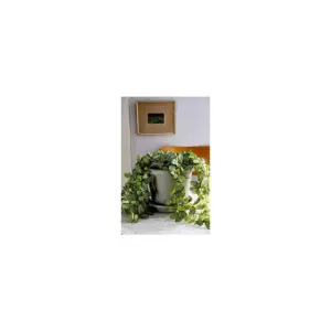 The HC Companies 12 Inch Indoor/Outdoor Classic Plastic Flower Pot Container Garden Planter with Molded Rim & Drainage Holes, Terra Cotta