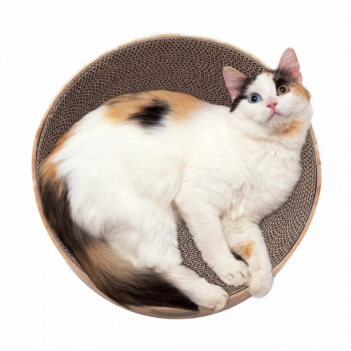 Necoichi Cozy Cat Scratcher Bowl