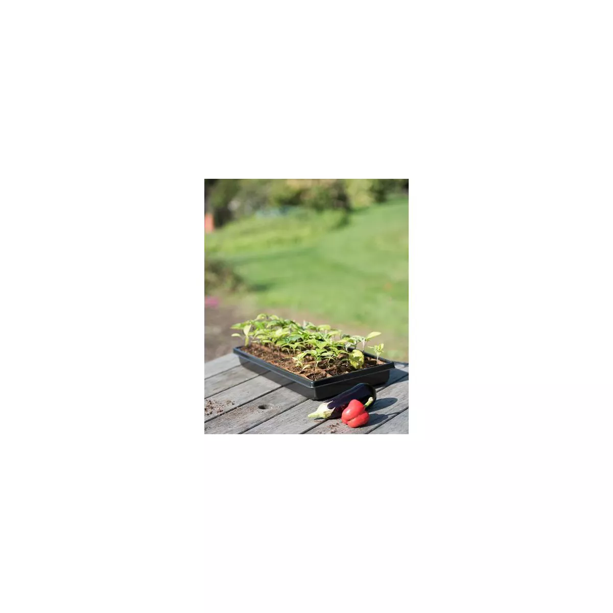 2” Square Biodegradable Pots and Tray Set - Gardener's Supply Company