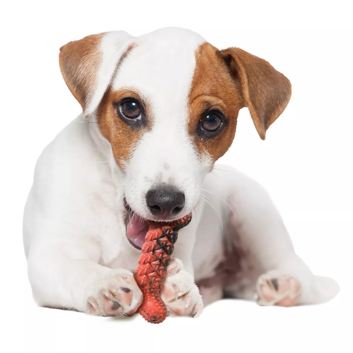 Nylabone Rubber Braid Dog Bone - S
