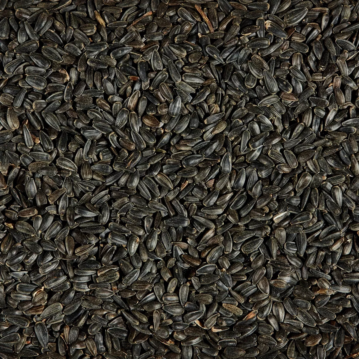 Kaytee Sunflower Seed Bird Food - 10lb.