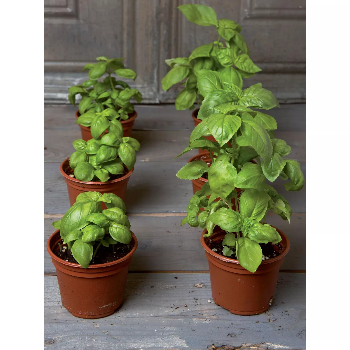 Organic Self-Watering Potting Mix - Gardener's Supply Company