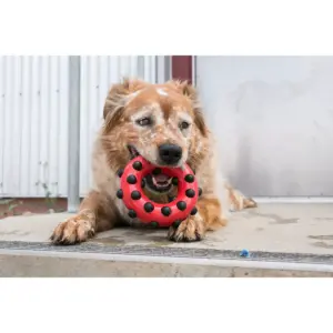 KONG Dotz Circle Interactive Dog Toy - Red - L