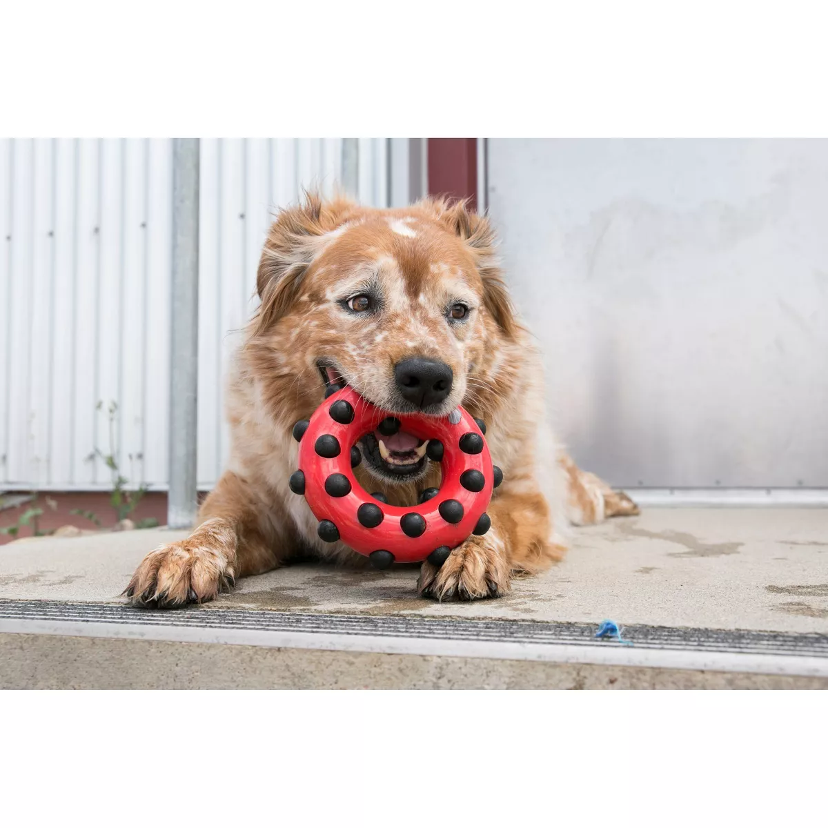 KONG Dotz Circle Interactive Dog Toy - Red - L
