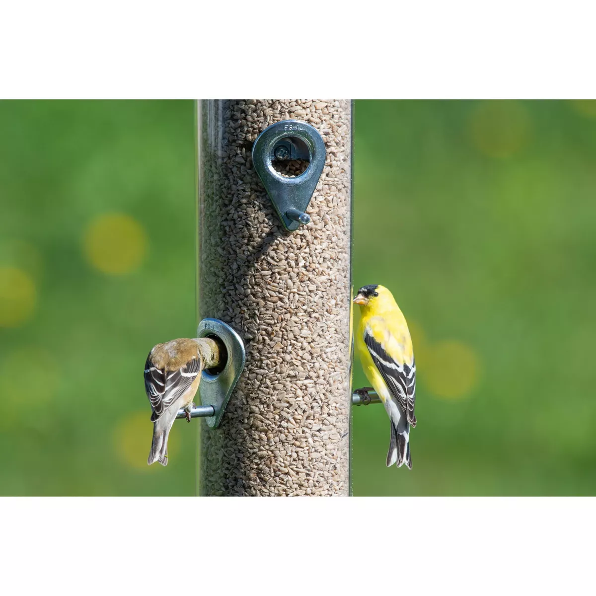 Droll Yankees Classic The Executive B-72 Bird Feeder