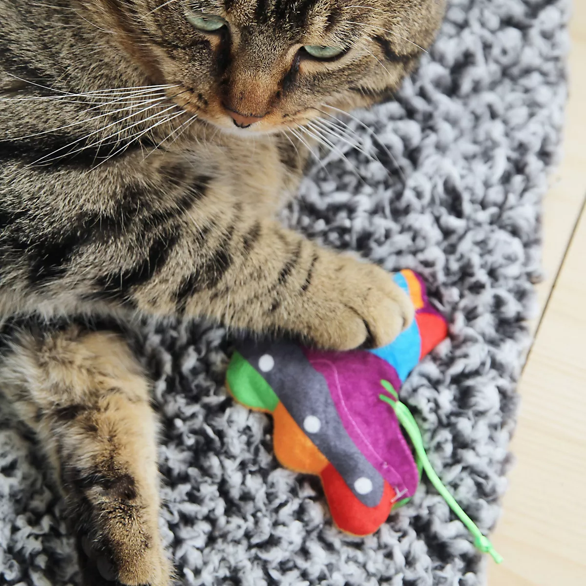 Quirky Kitty Roll with Pride Cat Toy - Blue